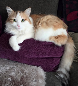 Sibirisk katt Nymphe